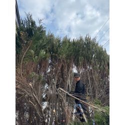 【庭木の伐採15本対応しました】の画像1