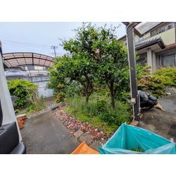 お庭の除草＆除草剤散布の画像2