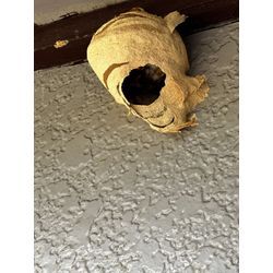 7月突入！！立て続けに蜂の巣駆除ご依頼頂いておりますがの画像1