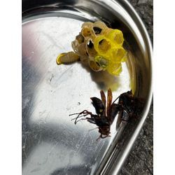 7月突入！！立て続けに蜂の巣駆除ご依頼頂いておりますがの画像3