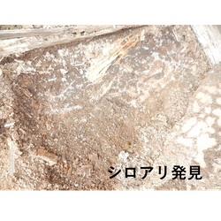 シロアリ発見の画像1