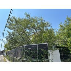 剪定致しました　西洋ニンジンボクの画像2