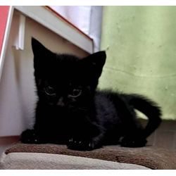 クロネコの画像1