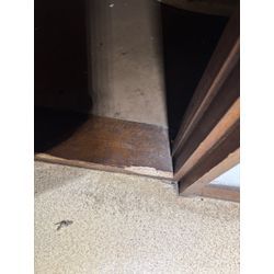 中野区ネズミ駆除の画像1