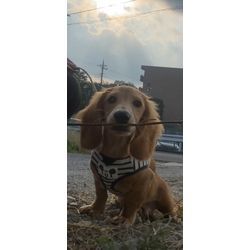 縁起大吉便のわんわん犬、ご紹介。お客様にも光を灯すランプ君の画像1