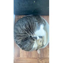 縁起大吉便のわんわん犬、ご紹介。お客様にも光を灯すランプ君の画像3