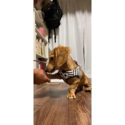 縁起大吉便のわんわん犬、ご紹介。お客様にも光を灯すランプ君の画像2