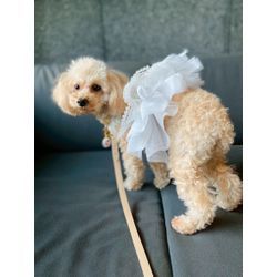 可愛いトイプードルのリングドッグちゃんの画像3