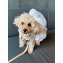 可愛いトイプードルのリングドッグちゃんの画像1