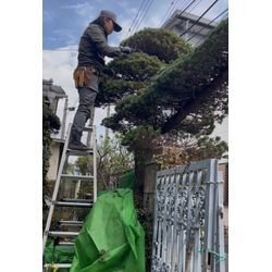 荒れてしまった五葉松を整えてきました！剪定で見違える姿に！の画像1