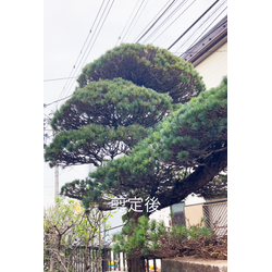 荒れてしまった五葉松を整えてきました！剪定で見違える姿に！の画像3