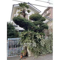 荒れてしまった五葉松を整えてきました！剪定で見違える姿に！の画像2