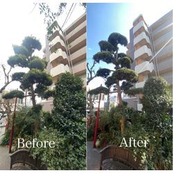 【さいたま市】個人宅の庭木剪定｜スッキリ整えて明るいお庭にの画像1