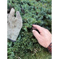 爽やかな夏日にカイヅカイブキの生け垣をスッキリ！の画像1