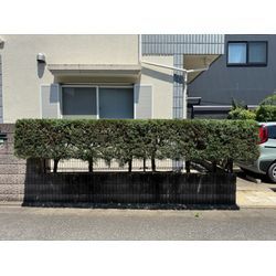 爽やかな夏日にカイヅカイブキの生け垣をスッキリ！の画像3