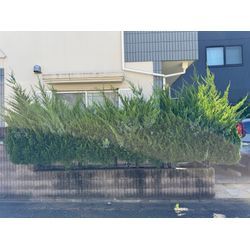 爽やかな夏日にカイヅカイブキの生け垣をスッキリ！の画像2