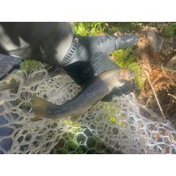 4月半ばの画像1