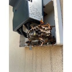 蜂駆除　こんな場所に？！その①の画像3