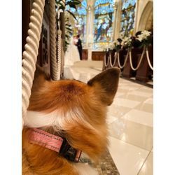リングドッグで素敵な結婚式の物語をの画像1