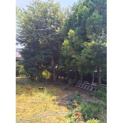 伐採作業の画像2