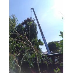伐採作業の画像1