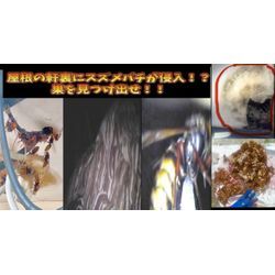 🐝◤ハチの巣駆除宮城‼️ファイバースコープで屋根裏の巨大スズメバチの巣を調査◢の画像1