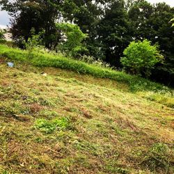 農地と耕作放棄地の草刈りの画像2