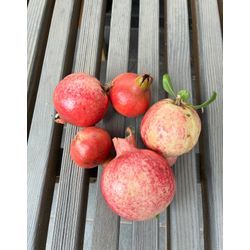 「受け継ぐ庭、手放す庭」の画像3