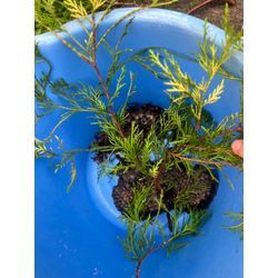 熊本市北区　アシナガバチ　駆除の画像3