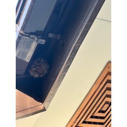 熊本市北区　アシナガバチ　駆除の画像1