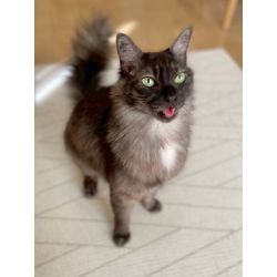 ある日の猫ちゃん　お世話中の画像2