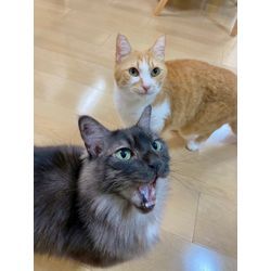 ある日の猫ちゃん　お世話中の画像3