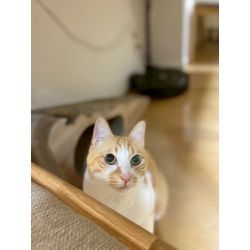 ある日の猫ちゃん　お世話中の画像1