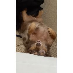 我が家の小さな番犬⁉️の画像1