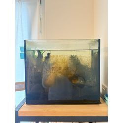 小型水槽リセットのお手伝いをさせていただきました。の画像1