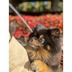 リングドッグちゃん　披露宴中は？の画像2