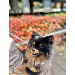 リングドッグちゃん　披露宴中は？の画像1