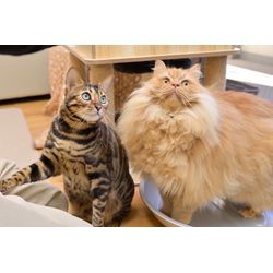 可愛すぎる　ネコちゃんのお世話もお任せの画像3