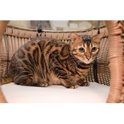 可愛すぎる　ネコちゃんのお世話もお任せの画像2