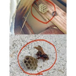 5月に入り依頼急増→家の周りを点検してみてください！の画像2