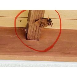 5月に入り依頼急増→家の周りを点検してみてください！の画像1