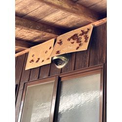 スズメバチ　宮崎県　五ヶ瀬の画像3