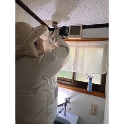 スズメバチ　宮崎県　五ヶ瀬の画像1