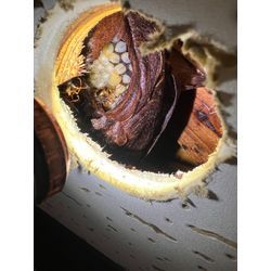 スズメバチ　宮崎県　五ヶ瀬の画像2