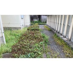🌿【ツツジ剪定ビフォーアフター】50袋分のボリュームをスッキリ整備しました！の画像2