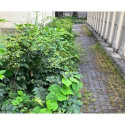 🌿【ツツジ剪定ビフォーアフター】50袋分のボリュームをスッキリ整備しました！の画像1