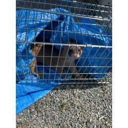 イタチ捕獲の画像2