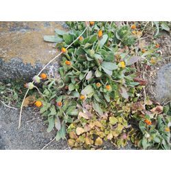 高崎市の里山で伸びた庭木の強剪定、伐採作業　〜群馬高崎の植木屋ゆうさんShortBlog〜の画像3