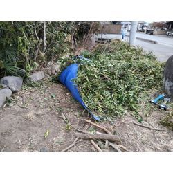 高崎市の里山で伸びた庭木の強剪定、伐採作業　〜群馬高崎の植木屋ゆうさんShortBlog〜の画像2