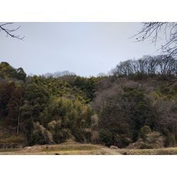 高崎市の里山で伸びた庭木の強剪定、伐採作業　〜群馬高崎の植木屋ゆうさんShortBlog〜の画像1